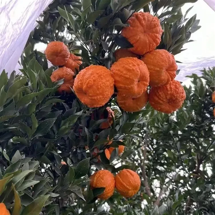 嫁接南瓜桔子树苗南瓜柑橘南瓜橘树苗灯笼种植盆栽地栽苗庭院种植