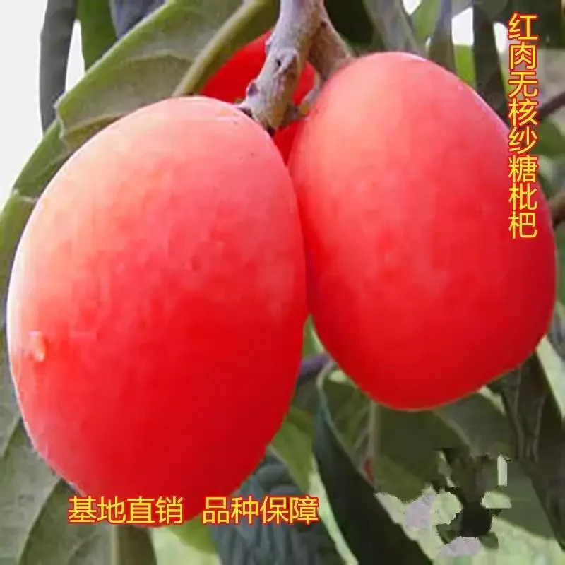 正宗无核砂糖红皮果树枇杷苗种植枇杷南北方盆栽当年栽红肉地结果