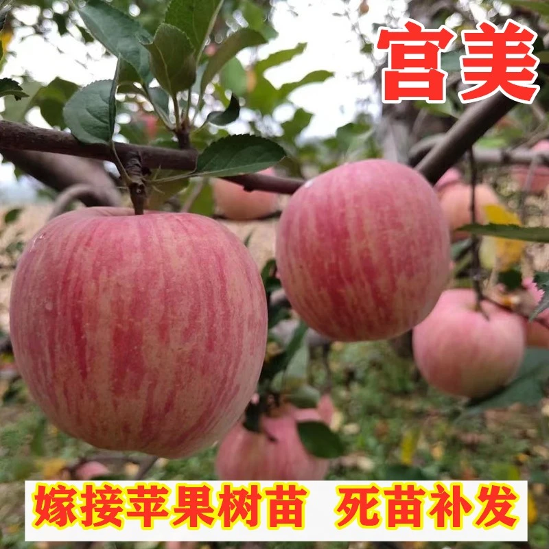 嫁接宫美苹果树苗南北方种植新品种红富士苹果苗早熟脆甜盆栽地栽