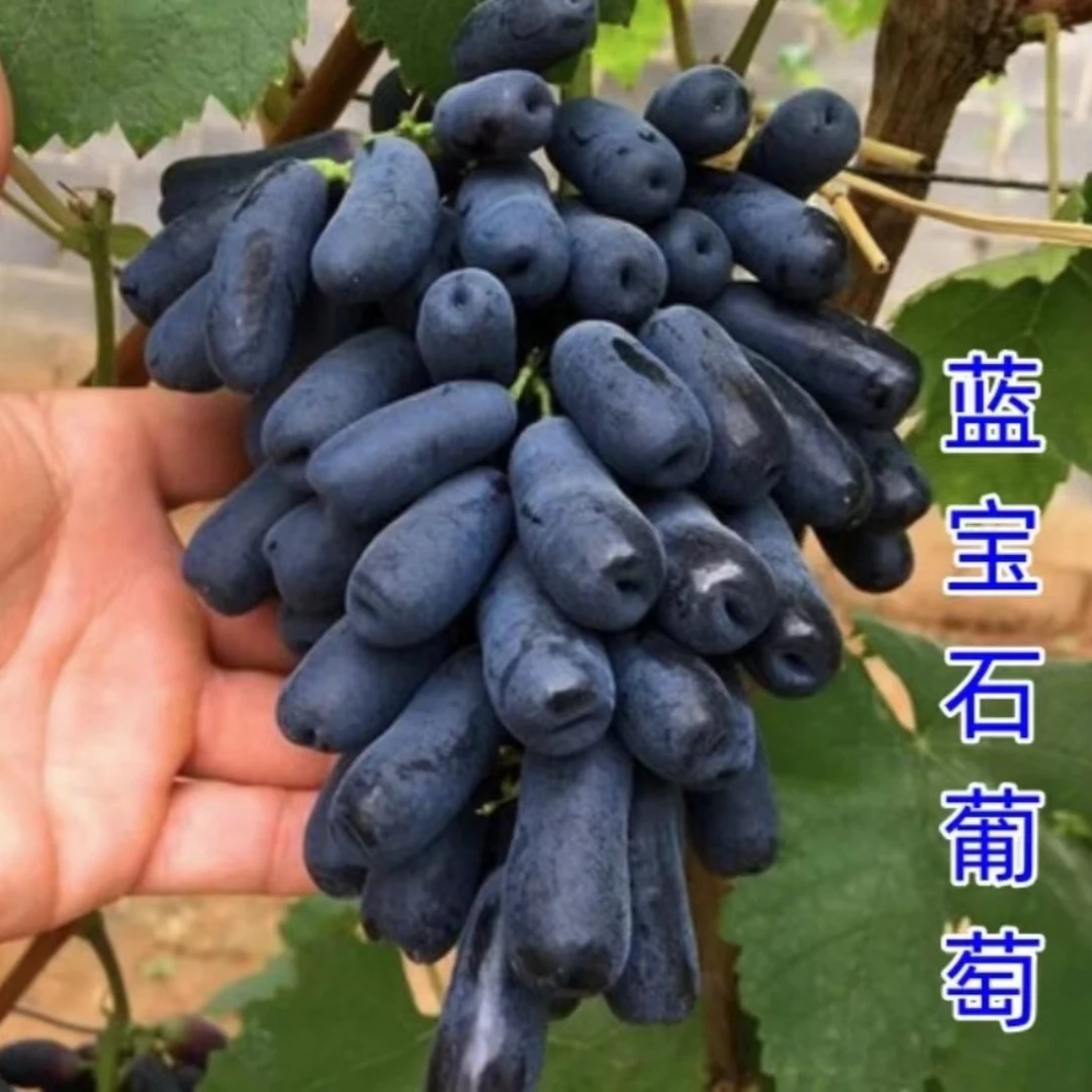 蓝宝石玫瑰葡萄树苗葡萄苗盆栽地栽阳台庭院爬藤四季水果树苗结果