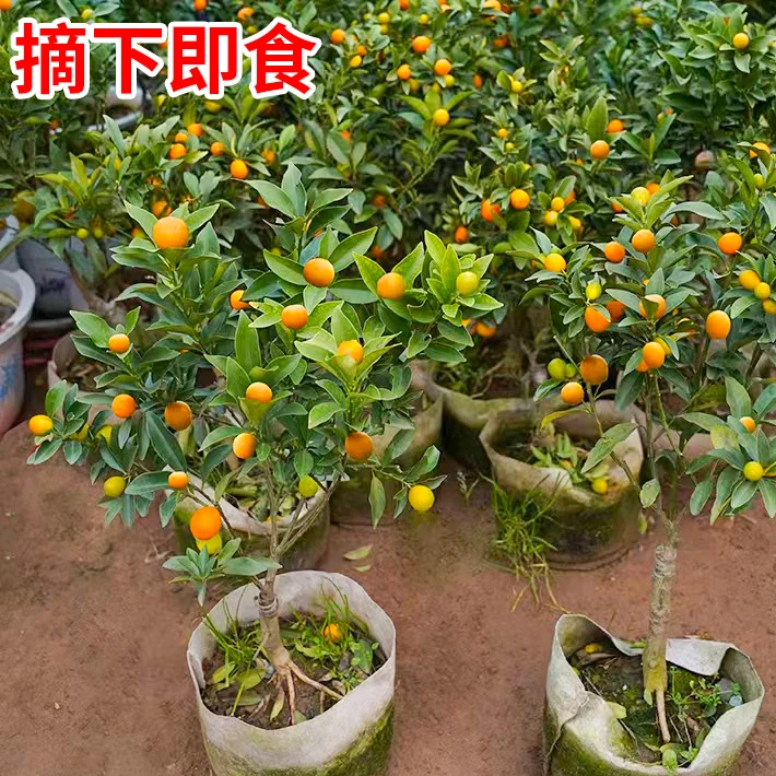 脆皮金桔带果发货盆栽树苗四季果树可食用橘子苗脆皮金橘室内常绿