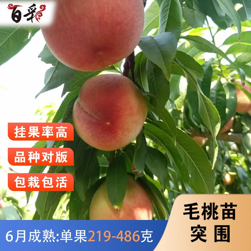 突围桃树苗嫁接早熟春美桃苗南方北方种植特大果水蜜桃苗盆栽地栽