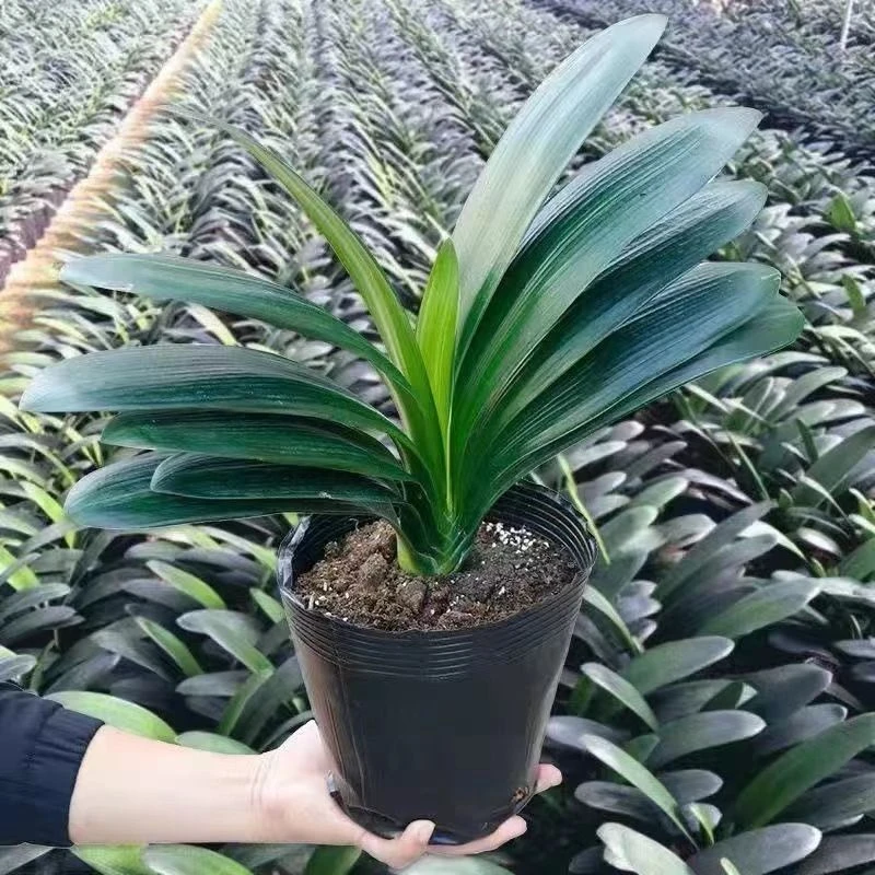 君子兰盆栽带盆大小苗室内花卉开花植物国兰立板网红懒人绿植