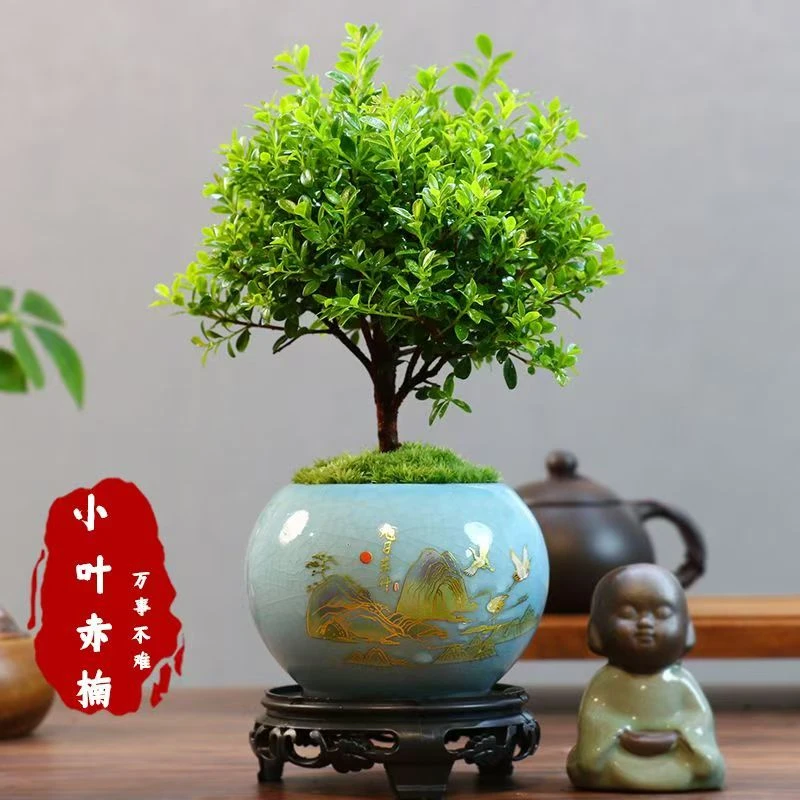 小叶赤楠盆景老桩盆栽植物办公室室内花卉桌面四季常青好养绿植