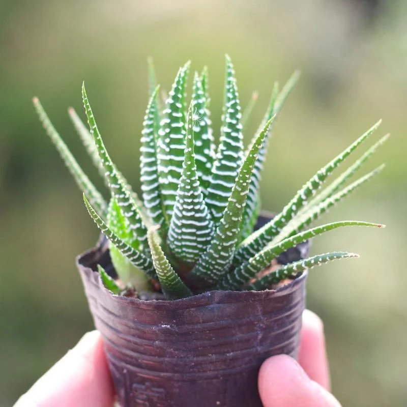 条纹十二卷多肉植物雪花芦荟盆栽水培懒人办公室桌面净化绿植花卉