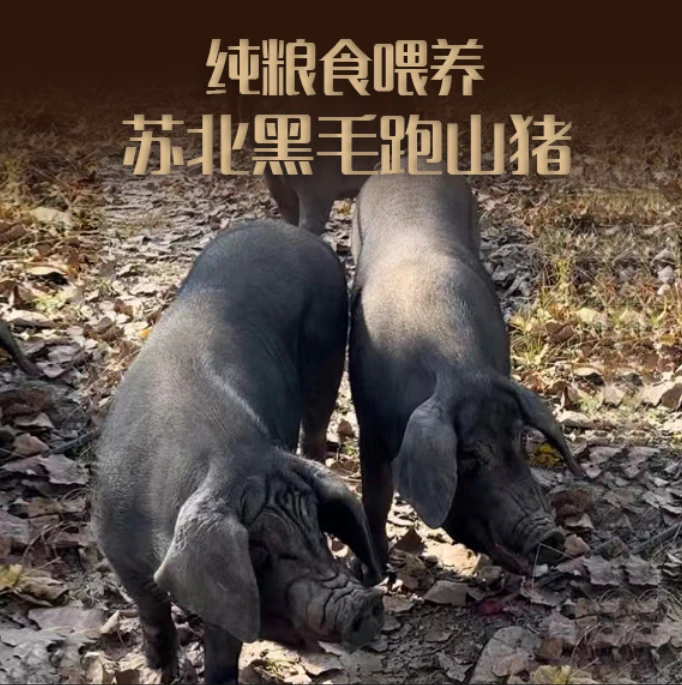 【直播改价】直播改价拍苏北山林黑毛猪改山猪运输放心保鲜价