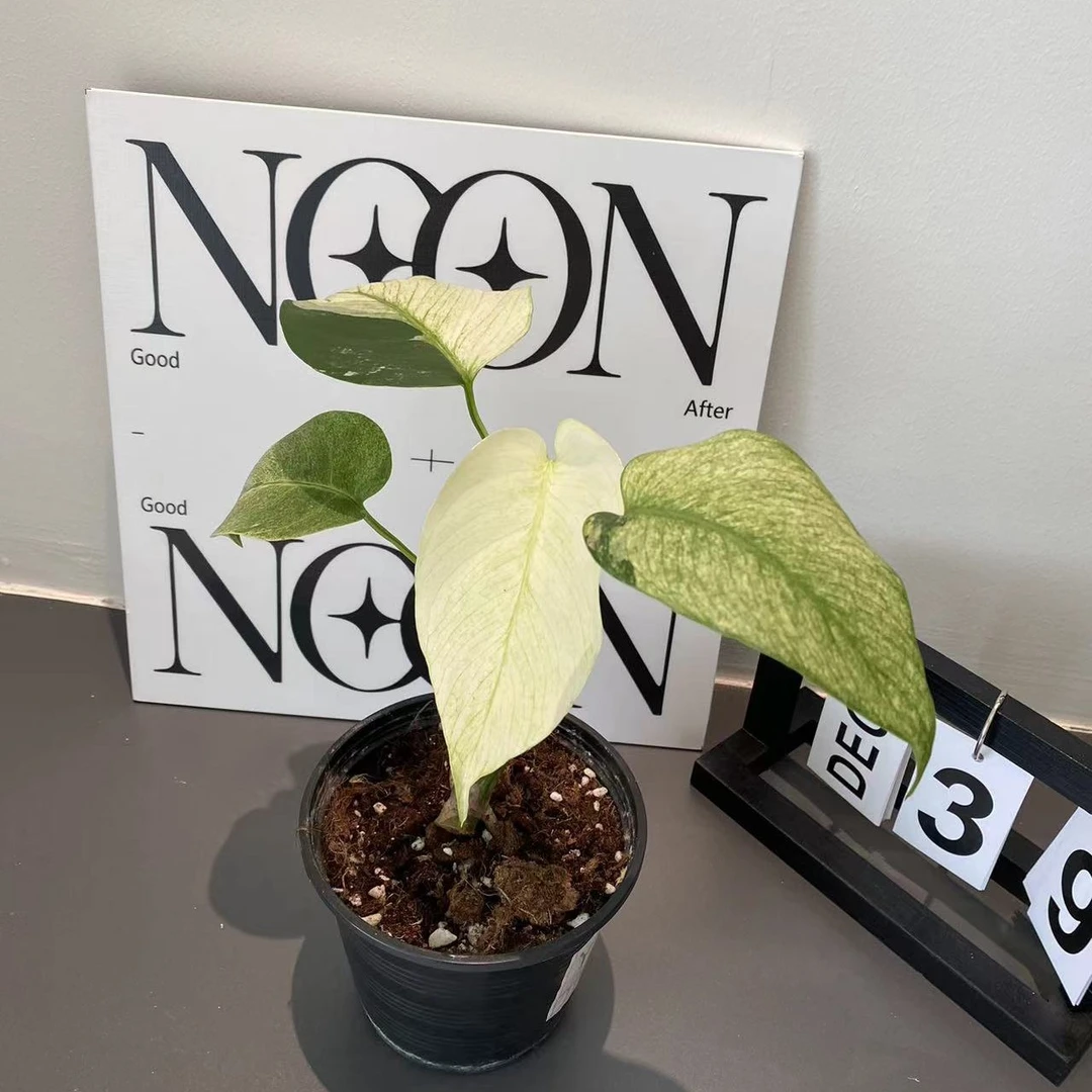 泰国薄荷短茎热植龟背竹绿植室内阳台