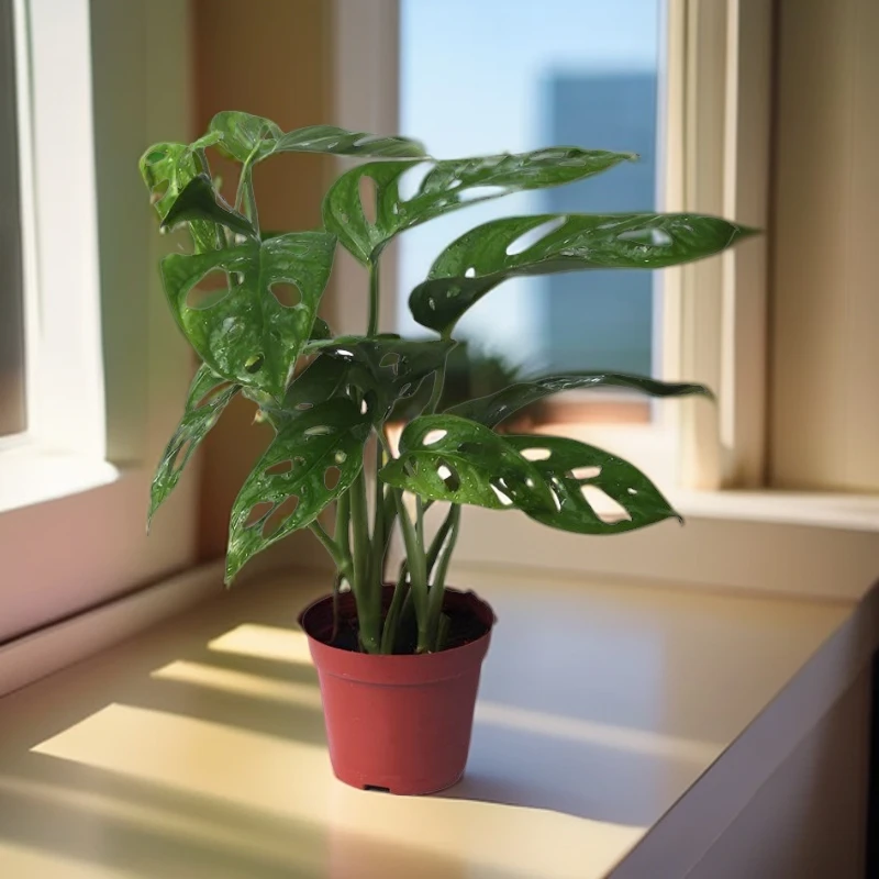 仙洞龟背竹室内阳台热植绿植ins风