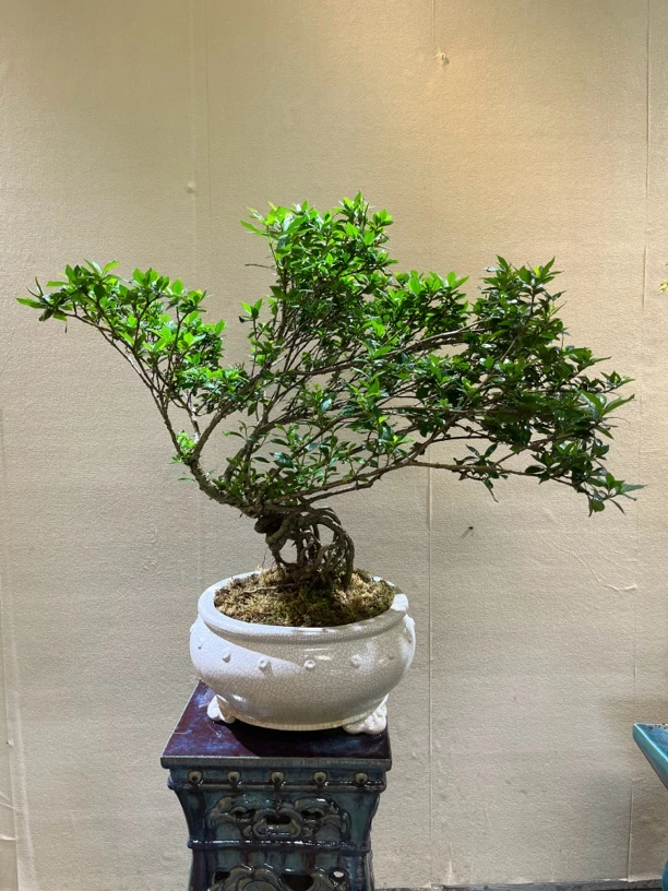 根艺清誉栀子花【精品】
