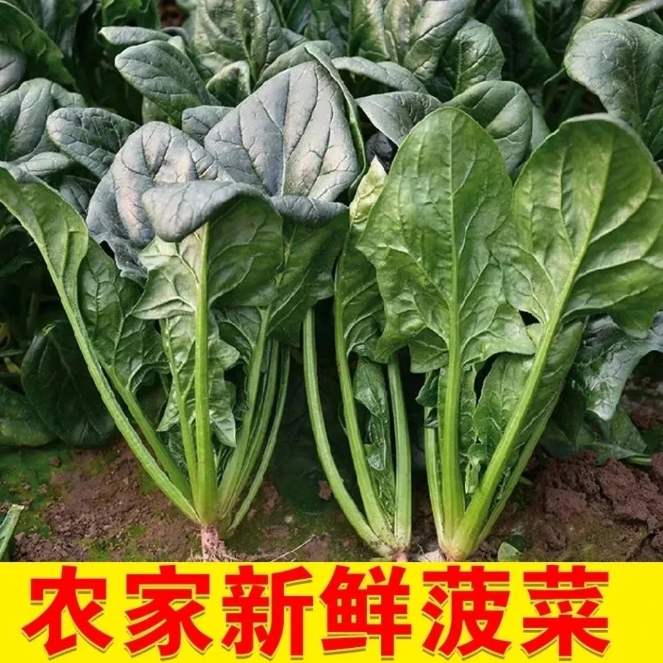 新鲜菠菜矮杆爬地大叶红根新鲜农家自种蔬菜火锅菜露天现挖现发