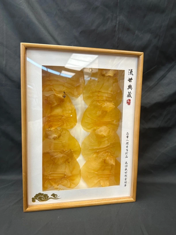 【金车轮】湛江赤嘴鱼胶