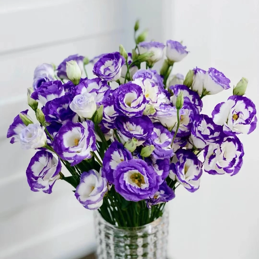 【基地直发】 洋桔梗   鲜花花卉