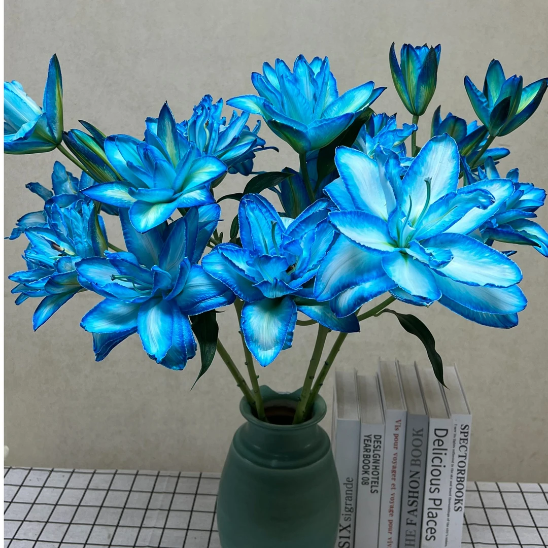 【基地直发】蓝美人 香水百合 鲜花花卉