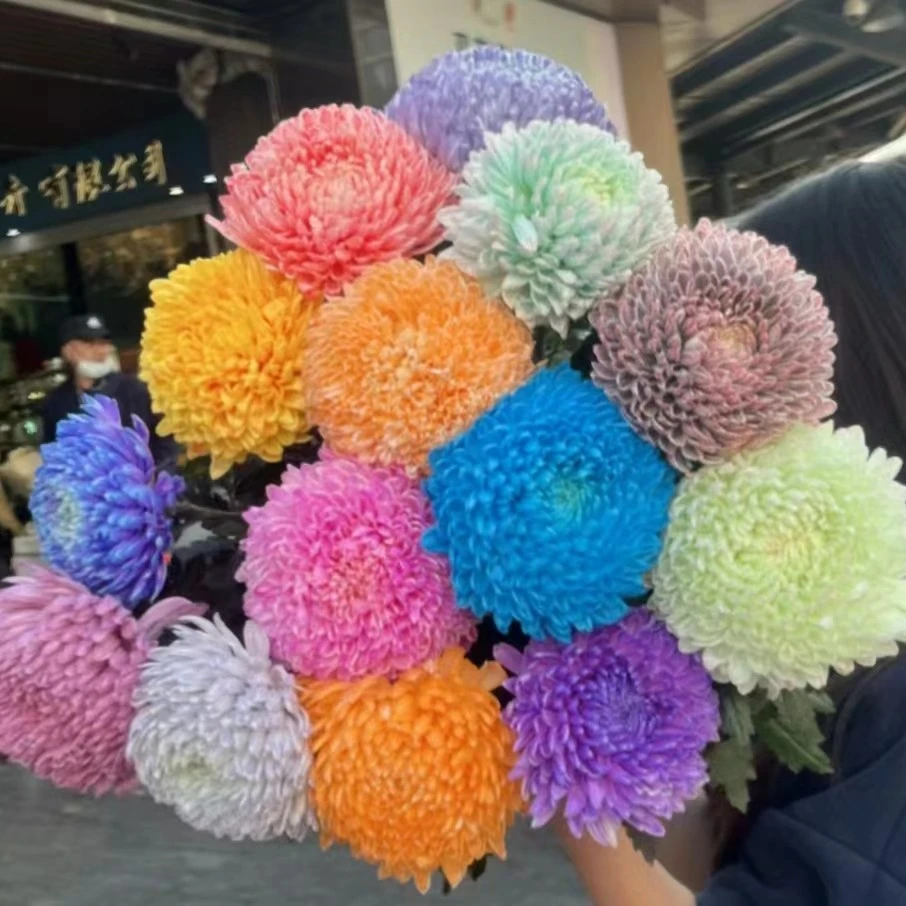 【江畔花卉】富贵牡丹球 丰岛公司双A级牡丹球
