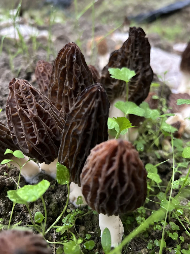 仙游高山 羊肚菌 头茬菇（鲜菇）