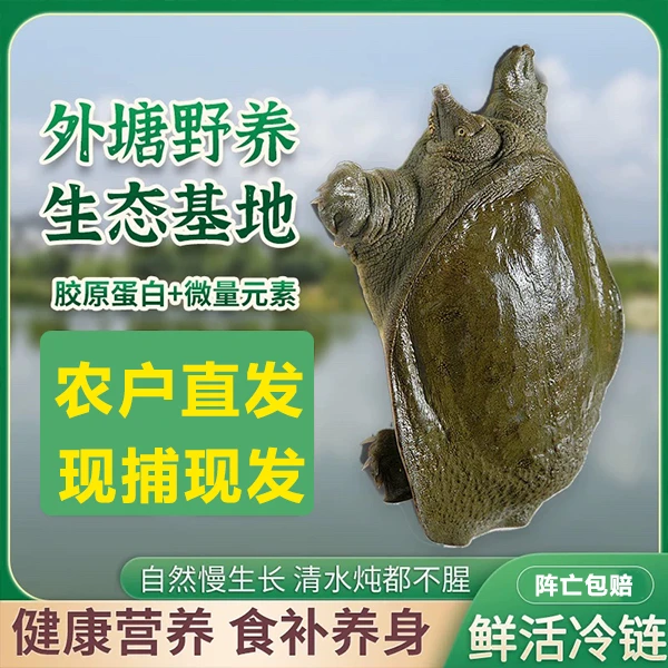 【6】7-6农户直发生态老甲鱼外塘散养冷链包邮发货到家青背白底水鱼