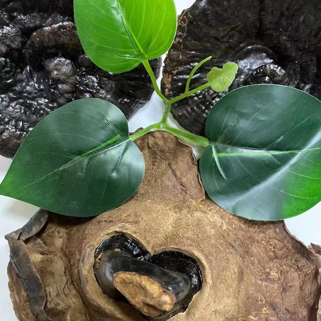 大片深山黑芝菇干货切片煲汤料泡茶可搭配枸杞