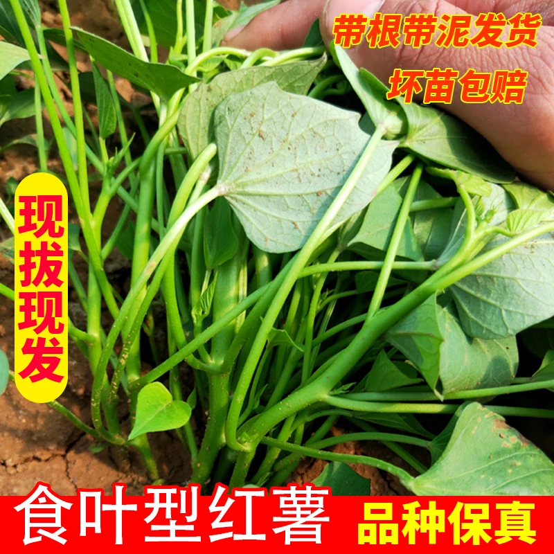 食叶型红薯苗台农71专吃叶番薯根系秧福薯18脱毒苗吃叶蔬菜种植苗