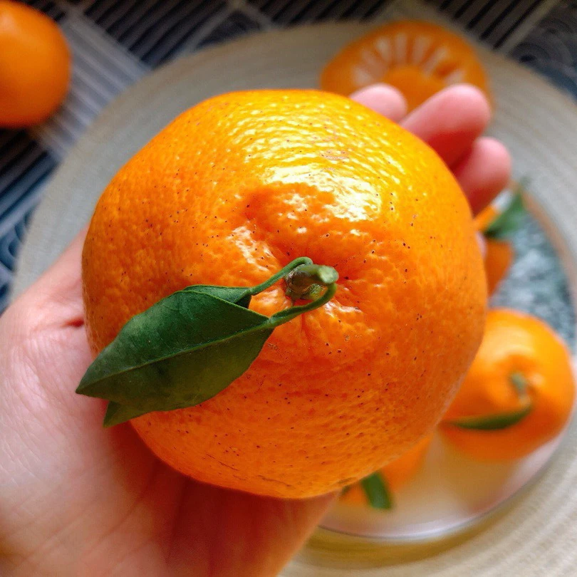 【新疆包邮】正宗四川春见耙耙柑普通纸箱装2.5-4公斤净重