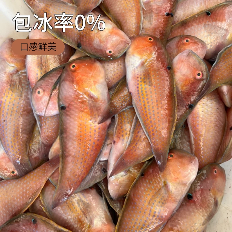 汕尾市甲子港海捕野生赤壳莺歌鱼(盒500g)