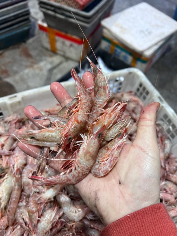汕尾市甲子港海捕野生樱花虾（厚壳虾.海狗虾）