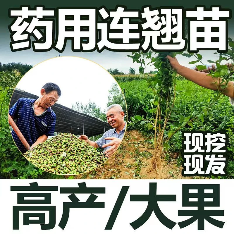 山西高产药用连翘树苗科研5号连翘苗青翘 黄花条树苗连翘小苗结果