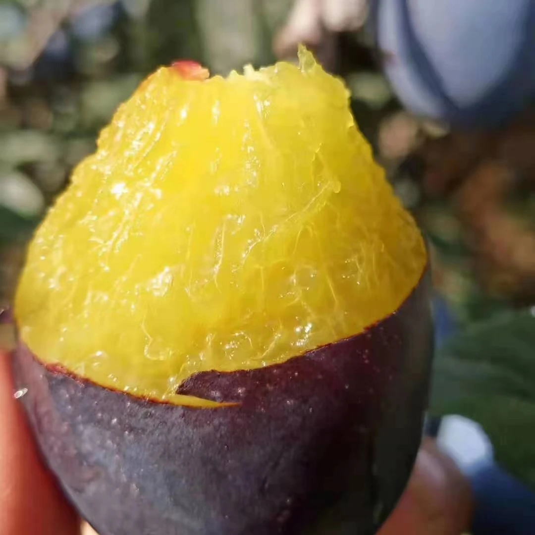 甘肃西梅现摘现发新鲜水果软硬两吃软糯香甜酸甜可吃