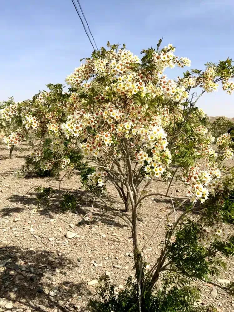 文冠花树苗浓香型花卉四季开花耐寒庭院别墅地栽风景树果阳台盆栽
