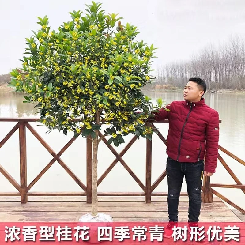 桂花树苗地栽盆栽四季常青桂花树金桂丹桂大树苗庭院植物阳台浓香
