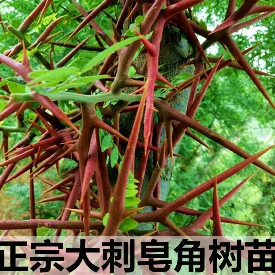大刺皂角树苗皂角树绿化皂荚树苗盆栽地栽皂角树苗庭院皂角苗