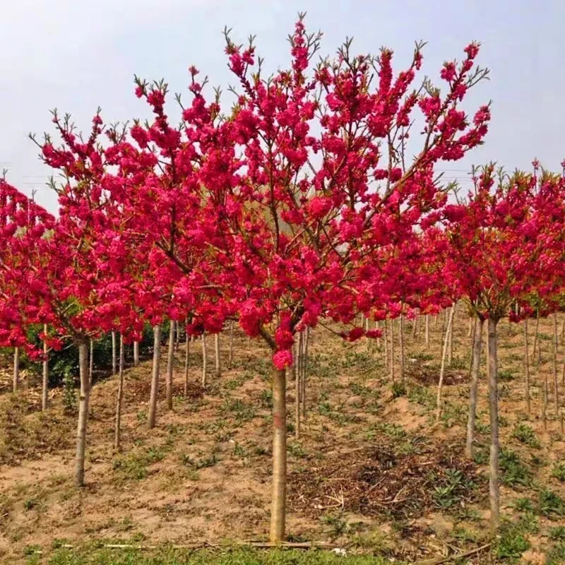 原生梅花树苗地栽庭院观赏花卉耐寒植物腊梅绿梅骨里红红梅耐寒