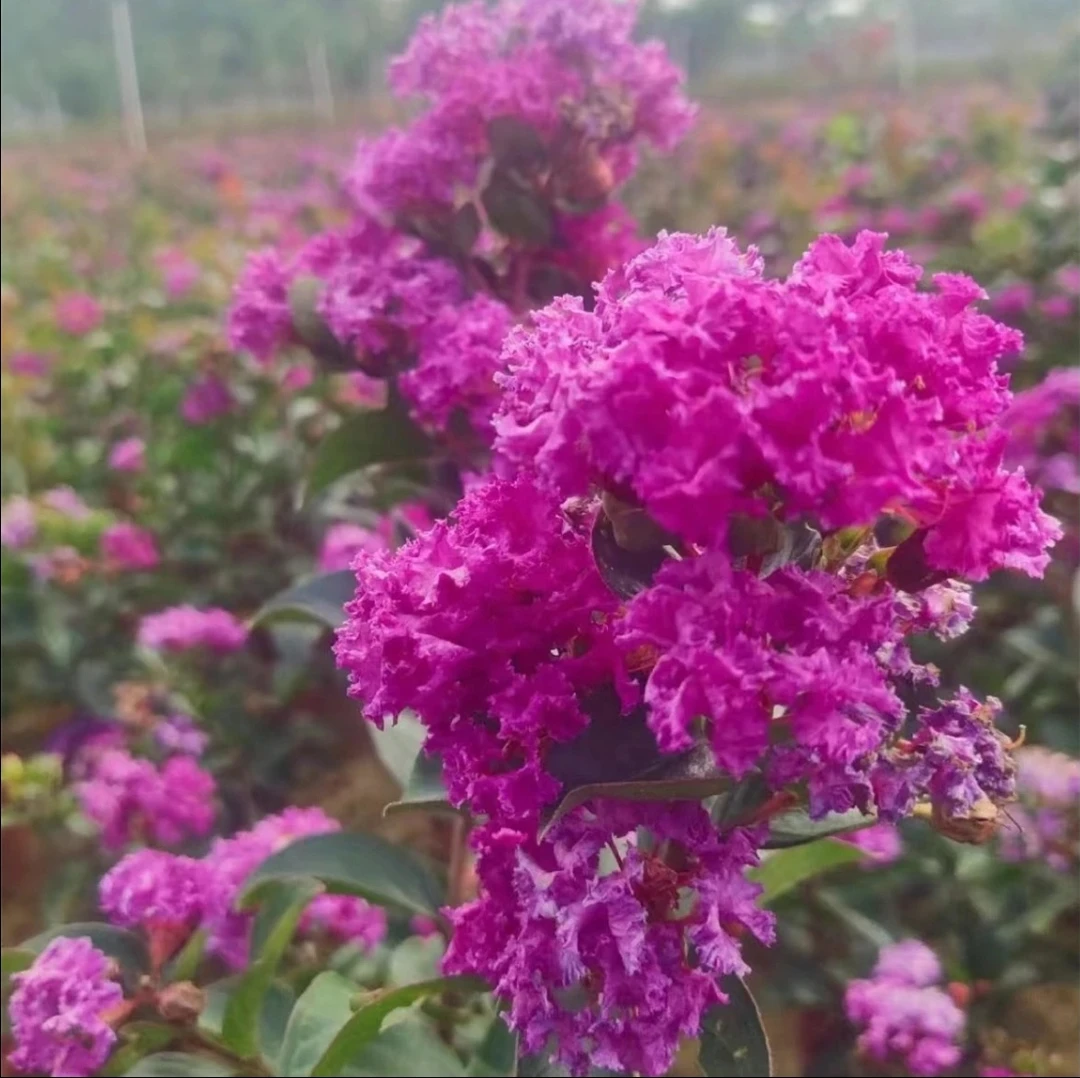 丛生紫薇盆栽地栽花卉南北方种植