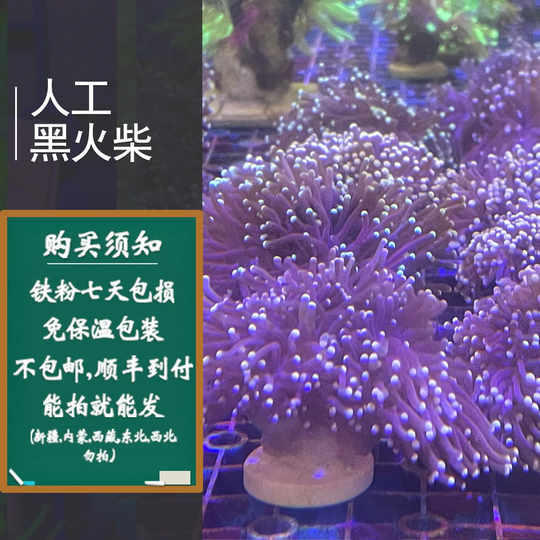 新手入门推荐 人工黑火柴 lps自繁火柴 海缸水景
