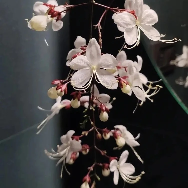 泰国垂丝茉莉长花丝垂丝茉莉花卉绿植盆栽植物秋冬