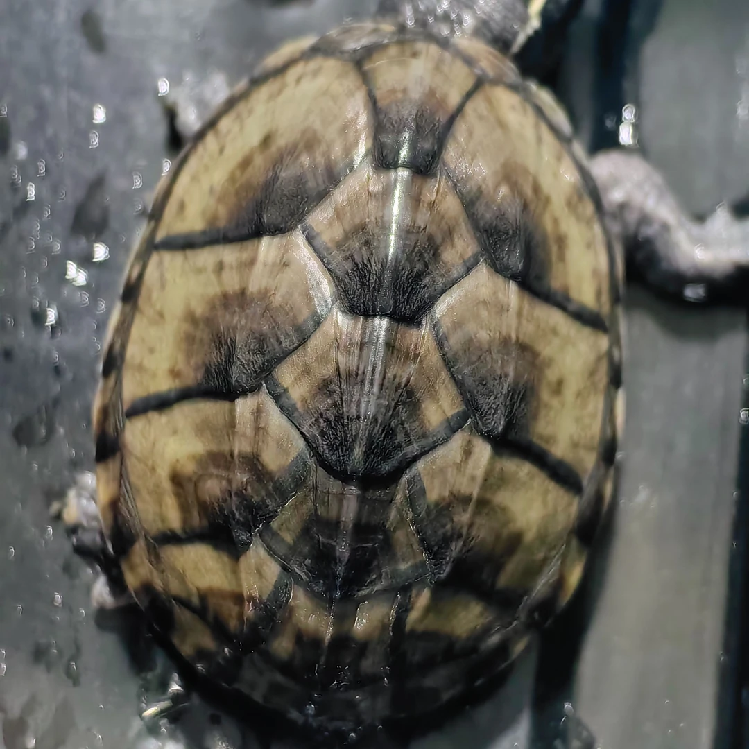 麝香龟大苗（公龟）4-5m 2023年头苗