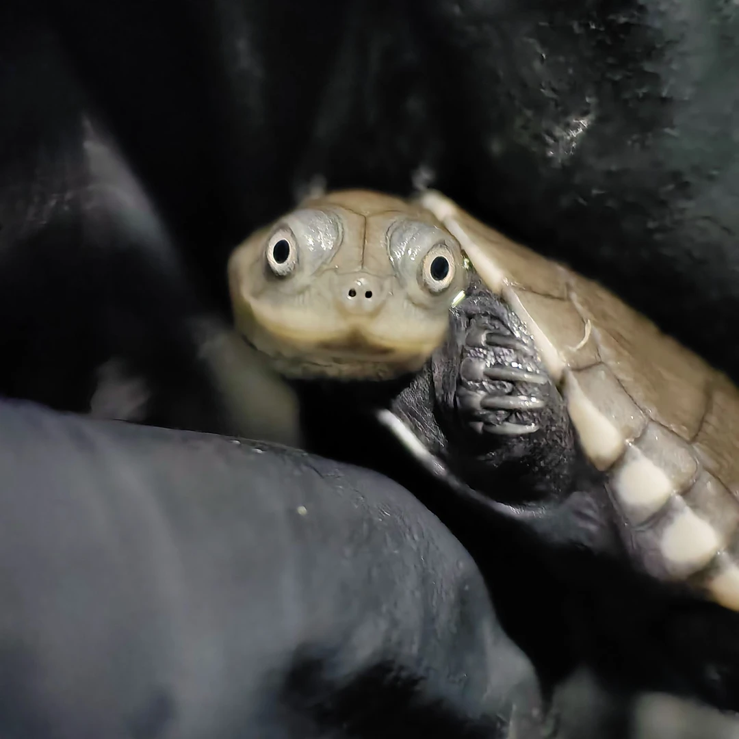 2024年沼泽侧颈龟苗