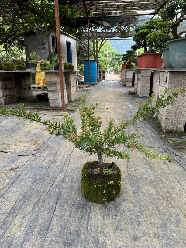 红元宝红芽罗汉松盆栽,直播间一物一拍链接