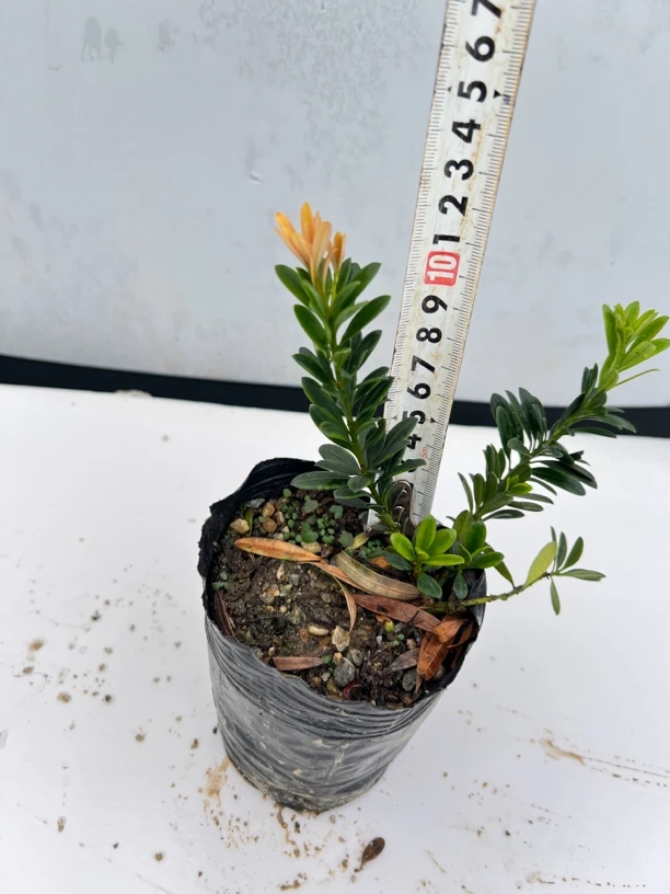 广西红芽珍珠罗汉松盆栽，直播间一物一拍链接