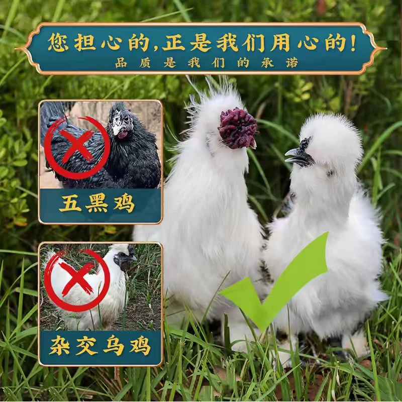 【一只装】源产地直发泰和乌鸡180天谷物喂养真空净膛无抗顺丰冷链