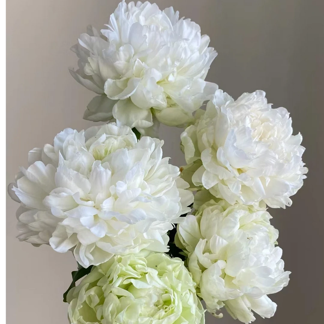 绿宝石芍药3-5芽原棵苗（进口芍药种苗）