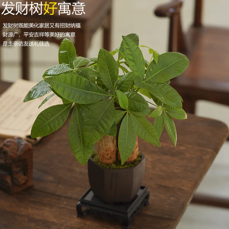 发财树小盆栽客厅办公室内植物花卉招财摆件绿植文竹绿萝摇钱树苗