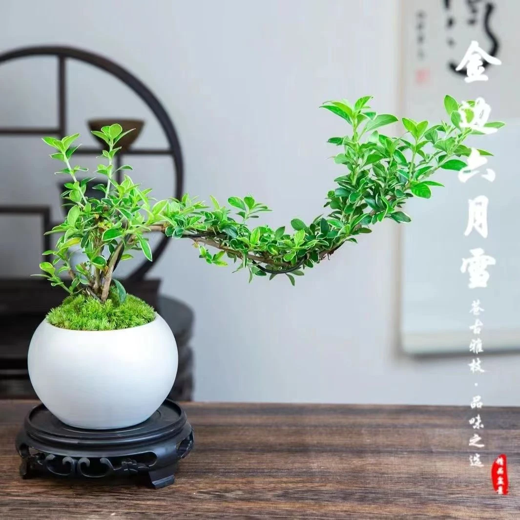 【六月雪】盆栽植物室内桌面内净化空气办公室绿植花卉四季常青好