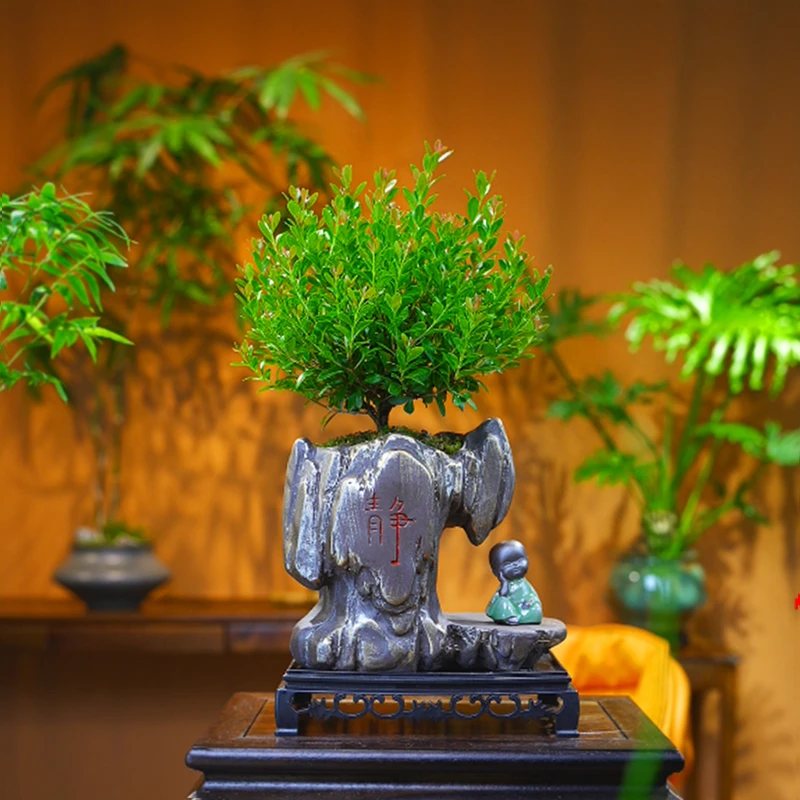 小叶赤楠老桩盆景苗植物花卉微景观水培办公室内好养四季常青盆栽