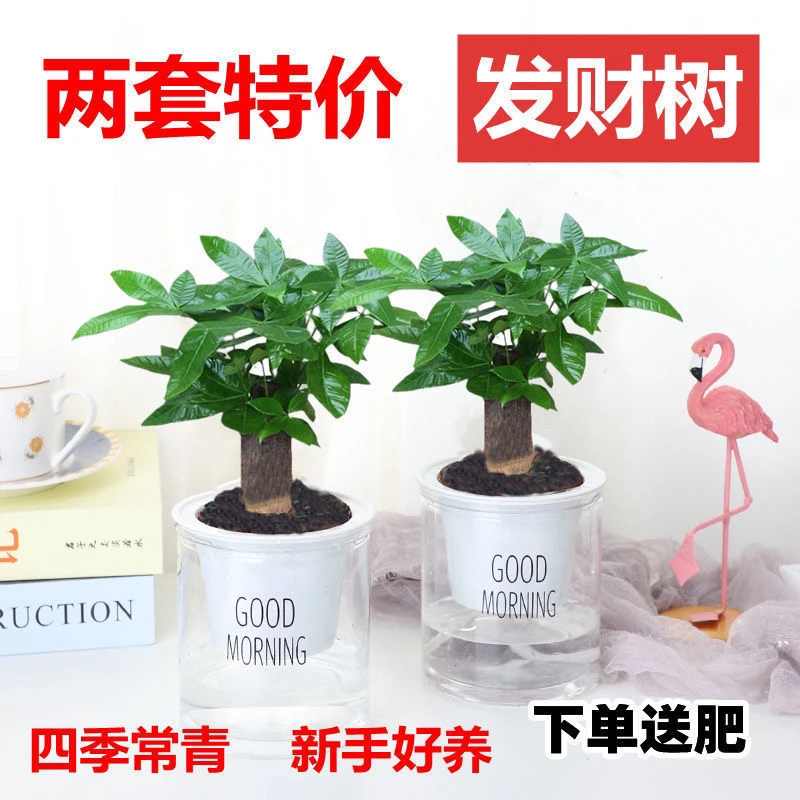 发财树盆栽买一送一室内客厅桌面绿植大发财树招财树办公室好养