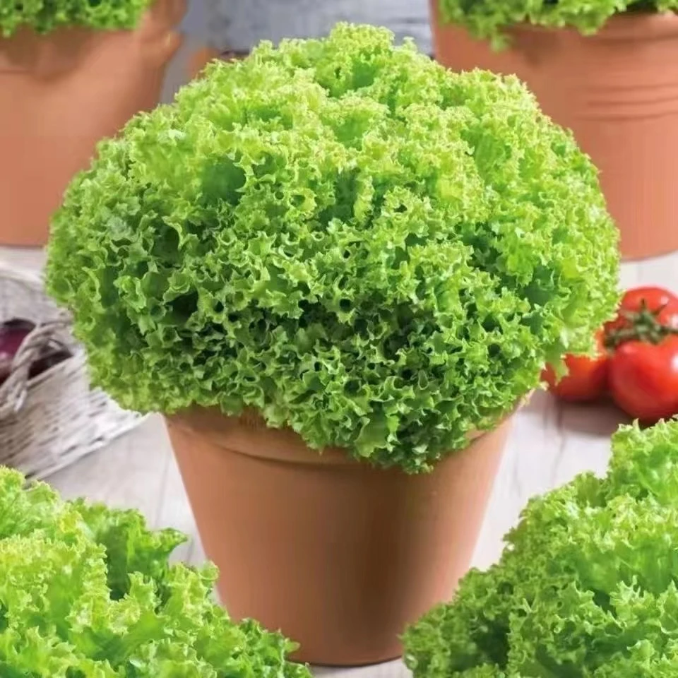 生菜花2024新款绿色的