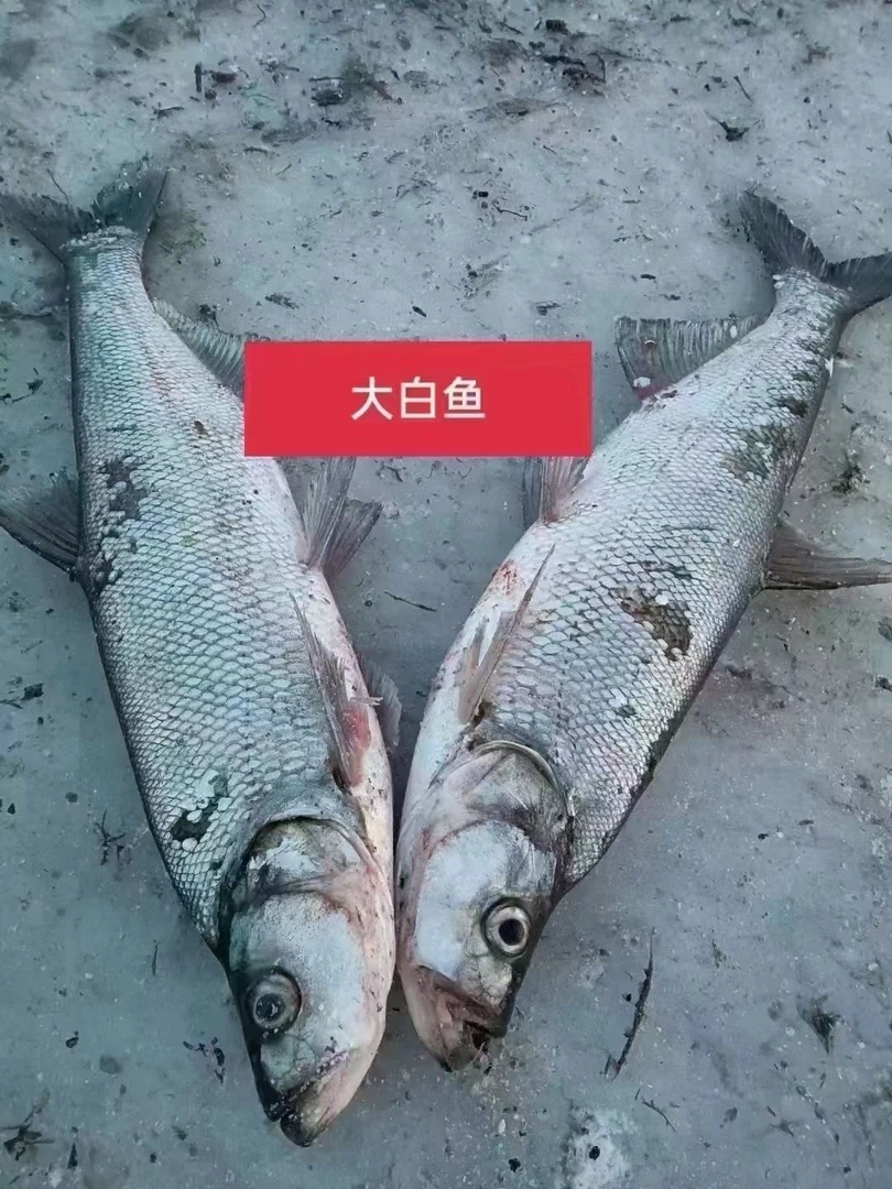 东北冷水翘嘴大白鱼4-10斤