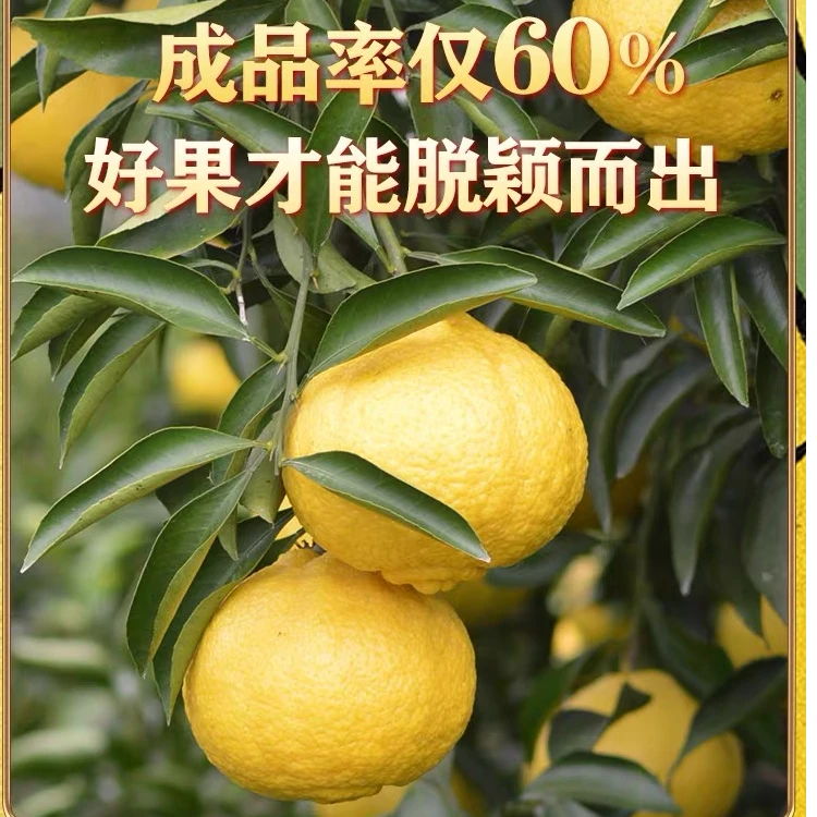 宁海特产力洋春香金柚橙子礼盒装10枚装新鲜水果酸甜可口孕妇适宜