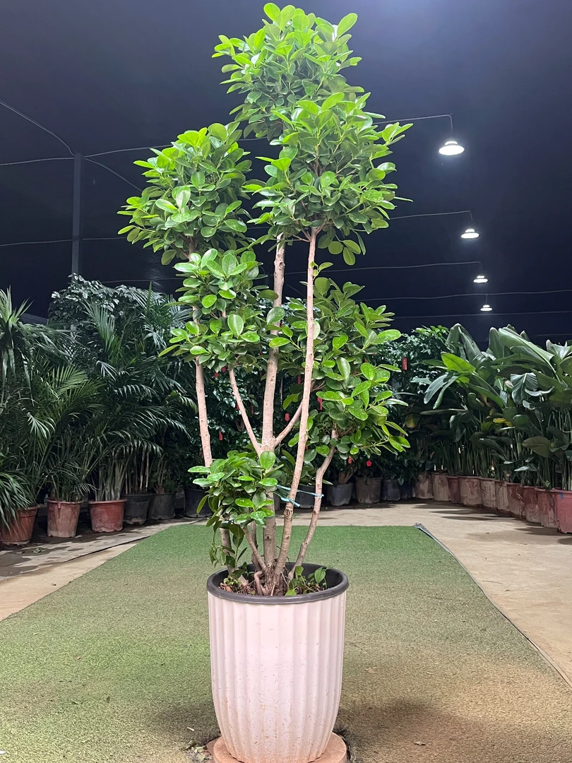 网红多头造型摇钱树火山榕金钱榕盆栽室内客厅四季常青款大型绿植