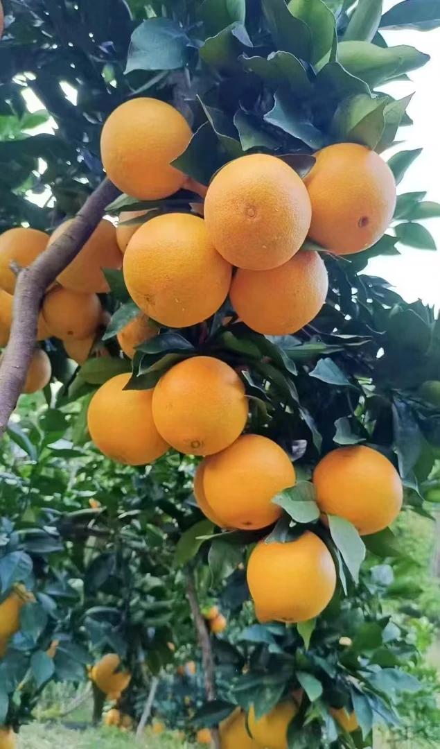 正宗江西赣南脐橙安远核心产区新鲜应季水果现摘现发