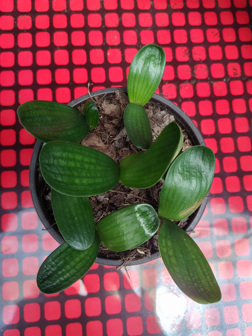 绿植君子兰店铺小苗（1到2片叶）